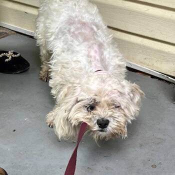 Buddy/Benny -  Shih Tzu and Poodle Dog for Adoption in Columbia, Tennessee - Buddy/Benny | PetCurious