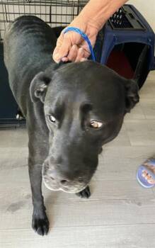 DRACO -  Mixed Breed Dog for Adoption in Dallas, Texas - DRACO | PetCurious