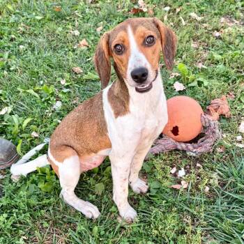Sally Mae -  Beagle Dog for Adoption in Rushville, Illinois - Sally Mae | PetCurious
