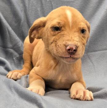 Harry -  Terrier and Mixed Breed Dog for Adoption in Murphysboro, Illinois - Harry | PetCurious