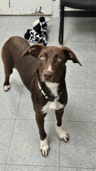 Mochi -  Australian Shepherd Dog for Adoption in Martinsville, Indiana - Mochi | PetCurious