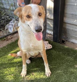 Milo -  Australian Cattle Dog Blue Heeler Dog for Adoption in Harlingen, Texas - Milo | PetCurious