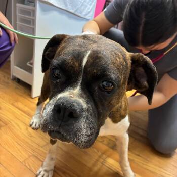 Janie -  Boxer Dog for Adoption in Northbrook, Illinois - Janie | PetCurious