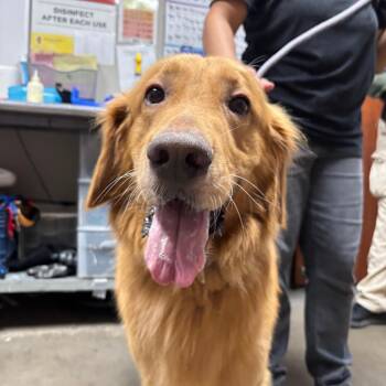 Carlos -  Golden Retriever Dog for Adoption in Yuma, Arizona - Carlos | PetCurious
