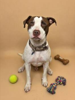 Deuce -  Pit Bull Terrier and Mixed Breed Dog for Adoption in Bowling Green, Kentucky - Deuce | PetCurious