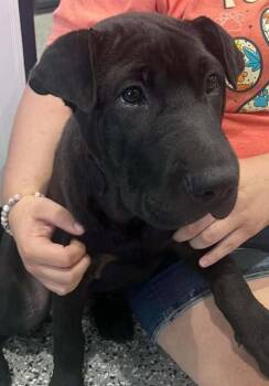 Bightburn -  Shar Pei and Mixed Breed Dog for Adoption in Republic, Missouri - Bightburn | PetCurious