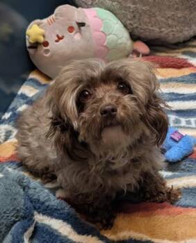 Brownie -  Havanese Dog for Adoption in Bellingham, Washington - Brownie | PetCurious