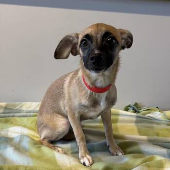 IVHS-Stray-143324 -  Chihuahua and Terrier Dog for Adoption in San Gabriel, California - IVHS-Stray-143324 | PetCurious