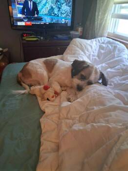 Rescue Shih Tzu Dogs for Adoption in New Milford, Connecticut - Fuzzy | PetCurious