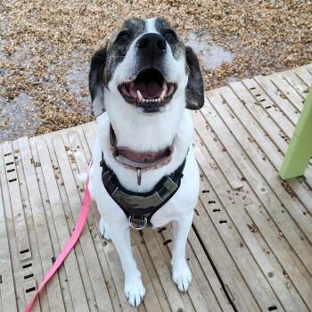 Rescue Mixed Breed Dogs for Adoption in Fredericksburg, Virginia - Haley | PetCurious