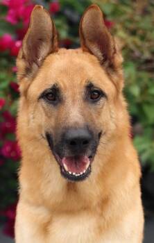 German Shepherd Dog Dogs Available for Adoption in Los Angeles, California - *Jake Von Marburg  | PetCurious