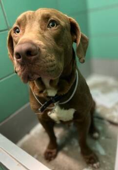 TAKI -  Labrador Retriever and Mixed Breed Dog for Adoption in Houston, Texas - TAKI | PetCurious