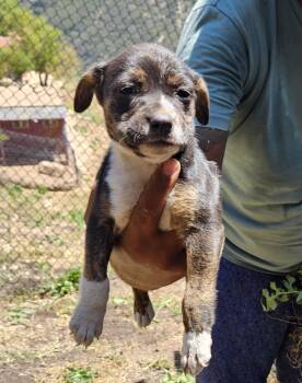 Tri (puppy) -  Dalmatian Dog for Adoption in Santa Ana, California - Tri (puppy) | PetCurious