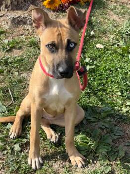 Coraline -  Pit Bull Terrier Dog for Adoption in Springfield, Illinois - Coraline | PetCurious