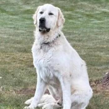 Buddy -  Great Pyrenees Dog for Adoption in Port Barrington, Illinois - Buddy | PetCurious