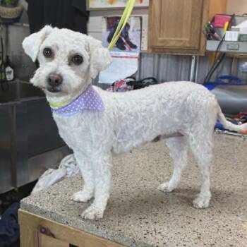 Bichon Frise Dogs Available for Adoption in Lancaster, Kentucky - Stella | PetCurious
