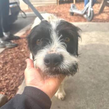 Terrier and Mixed Breed Dogs Available for Adoption - MAX | PetCurious