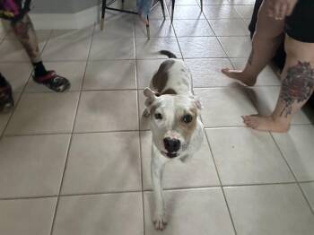 Pit Bull Terrier and Mixed Breed Dogs Available for Adoption in Fort Myers, Florida - DAPHNE | PetCurious