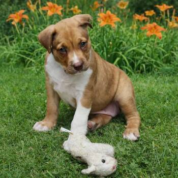 Ginger -  Terrier and Mixed Breed Dog for Adoption in Chattanooga Valley, Georgia - Ginger | PetCurious