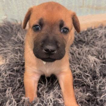 Shepherd and Mixed Breed Dogs Available for Adoption in Loxahatchee Groves, Florida - FLOSSIE 3547 | PetCurious