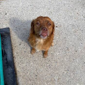 Velma -  Mixed Breed Dog for Adoption in Charleston, West Virginia - Velma | PetCurious