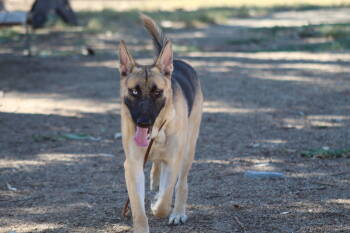 Rescue Shepherd and Husky Dogs for Adoption in El Centro, California - Hubie | PetCurious