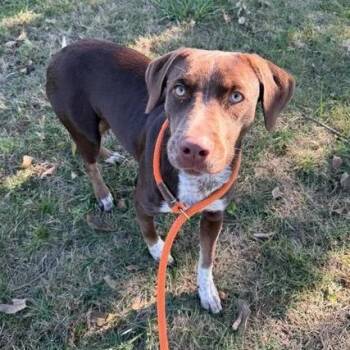 Jackie -  German Shorthaired Pointer Dog for Adoption in Vinita, Oklahoma - Jackie | PetCurious