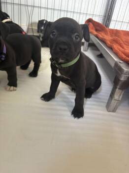 Colby - Mozzarella -  American Bulldog Dog for Adoption in Lakeland, Florida - Colby - Mozzarella | PetCurious