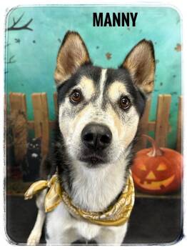 Rescue Mixed Breed Dogs for Adoption in Flint, Michigan - Manny | PetCurious