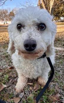 Bichon Frise Dogs Available for Adoption - Demi | PetCurious