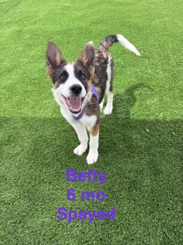 Shepherd Dogs Available for Adoption - Betty | PetCurious