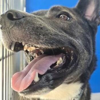 ACES -  Mixed Breed Dog for Adoption in Fernandina Beach, Florida - ACES | PetCurious