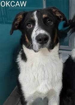 A475541 -  Border Collie and Mixed Breed Dog for Adoption in Oklahoma City, Oklahoma - A475541 | PetCurious