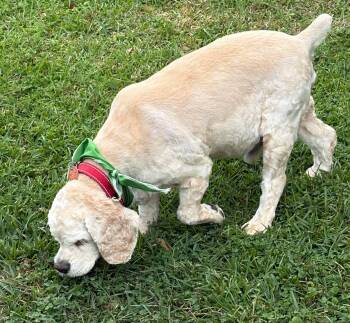 Cocker Spaniel Dogs Available for Adoption - Duran | PetCurious