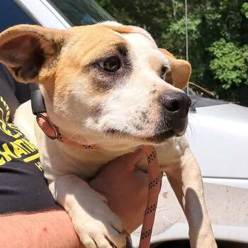 Shelby -  Mixed Breed Dog for Adoption in Valley, Alabama - Shelby | PetCurious