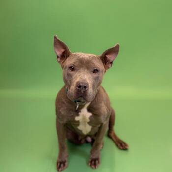 Pit Bull Terrier Dogs Available for Adoption in Lawrenceville, Georgia - Pen 177c Clarissa | PetCurious