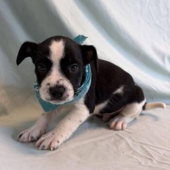 Ed -  Mixed Breed Dog for Adoption in Canal Winchester, Ohio - Ed | PetCurious