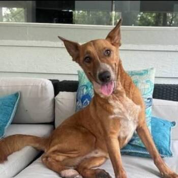 Rescue Shepherd and Cattle Dog Dogs for Adoption in Conroe, Texas - Ginger | PetCurious