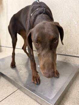 MORENA -  Doberman Pinscher Dog for Adoption in Riverside, California - MORENA | PetCurious