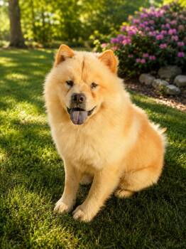 Chowmein -  Chow Chow Dog for Adoption in Palo Alto, California - Chowmein | PetCurious