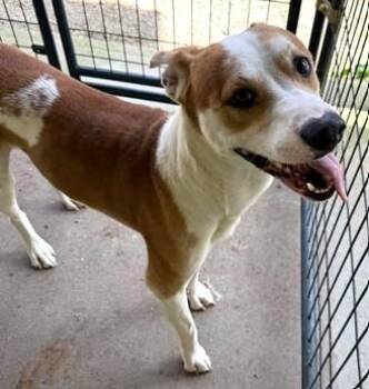 Mixed Breed Dogs Available for Adoption in Morristown, New Jersey - Sammy | PetCurious