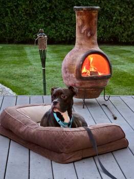 Polo -  Boxer Dog for Adoption in Monticello, New York - Polo | PetCurious