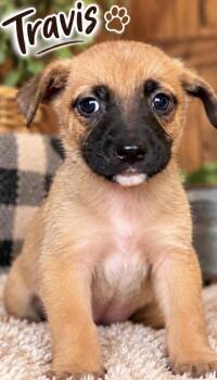 Travis Sport -  Shepherd Dog for Adoption in Andover, Massachusetts - Travis Sport | PetCurious