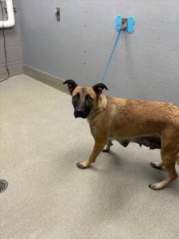 Rescue German Shepherd Dog Dogs for Adoption in Las Vegas, Nevada - PEPPER | PetCurious