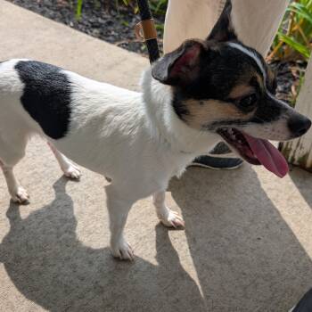 192083 LOOKING FOR OWNER -  Chihuahua Dog for Adoption in Ravenna, Ohio - 192083 LOOKING FOR OWNER | PetCurious
