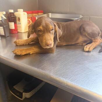 Hayden -  Hound and Mixed Breed Dog for Adoption in Tuscaloosa, Alabama - Hayden | PetCurious