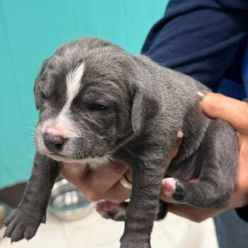 Puppy 4 -  Pit Bull Terrier Dog for Adoption in Chariton, Iowa - Puppy 4 | PetCurious