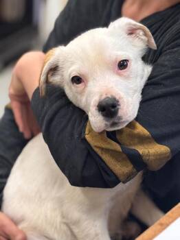 Siberian Husky and Pit Bull Terrier Dogs Available for Adoption - Stormy | PetCurious