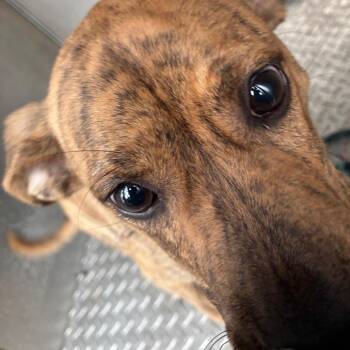 Mastiff Dogs Available for Adoption - Orion | PetCurious