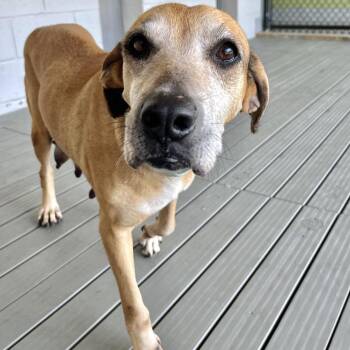 Cricket -  Mixed Breed Dog Available for Adoption in Englewood, Florida - Cricket | PetCurious